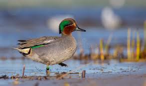 Attēlu rezultāti vaicājumam “Anas crecca male”