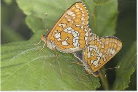 Attēlu rezultāti vaicājumam “Euphydryas maturna larva”