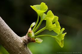 Attēlu rezultāti vaicājumam “Ginkgo biloba female flower”