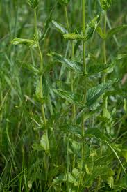 Attēlu rezultāti vaicājumam “Veronica austriaca subsp. teucrium bud”