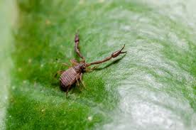 Attēlu rezultāti vaicājumam “Chelifer cancroides”