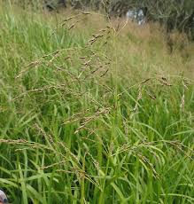 Attēlu rezultāti vaicājumam “Glyceria maxima”