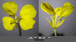 Attēlu rezultāti vaicājumam “Sinapis arvensis flower”