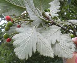 Attēlu rezultāti vaicājumam “Sorbus intermedia fruit”