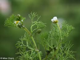 Attēlu rezultāti vaicājumam “Batrachium circinatum flower”