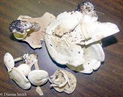 Attēlu rezultāti vaicājumam “Lepista sp.”