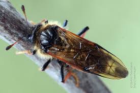 Attēlu rezultāti vaicājumam “Trichiosoma”