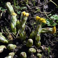 Attēlu rezultāti vaicājumam “Tussilago farfara bud”