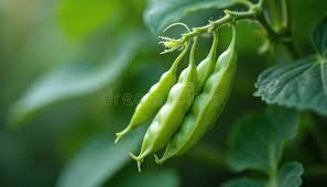 Attēlu rezultāti vaicājumam “Pisum sativum leaf”