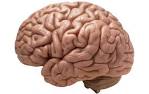 A New Push To Explore the Brain – Phenomena: The Loom