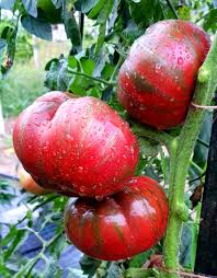 Afbeeldingsresultaat voor caspian pink tomato