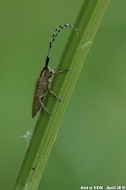 Attēlu rezultāti vaicājumam “Agapanthia villosoviridescens”