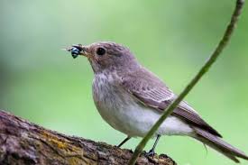Attēlu rezultāti vaicājumam “Muscicapa striata”