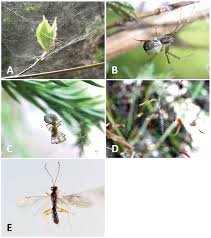 Attēlu rezultāti vaicājumam “Phylloneta sp.”