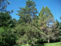 Attēlu rezultāti vaicājumam “Pinus banksiana”