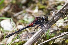 Attēlu rezultāti vaicājumam “Leucorrhinia dubia male”