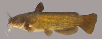 Image result for Ameiurus catus