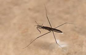 Attēlu rezultāti vaicājumam “Aquarius najas”