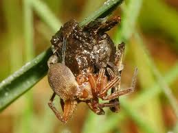 Attēlu rezultāti vaicājumam “Agroeca brunnea”