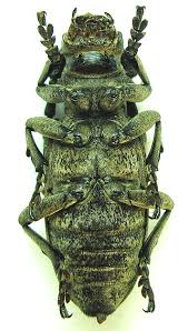 Attēlu rezultāti vaicājumam “Lamia textor”