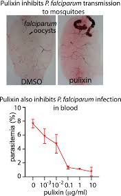 Attēlu rezultāti vaicājumam “Lignydium muscorum plasmodium”