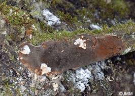 Attēlu rezultāti vaicājumam “Phellinus laevigatus”