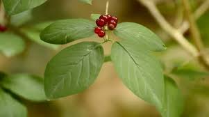 Attēlu rezultāti vaicājumam “Lonicera xylosteum fruit”
