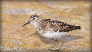 Image result for Calidris minutilla