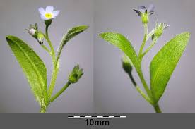 Attēlu rezultāti vaicājumam “Myosotis sparsiflora”