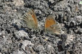Attēlu rezultāti vaicājumam “Coenonympha pamphilus upperside”