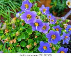 Image result for Exacum affine