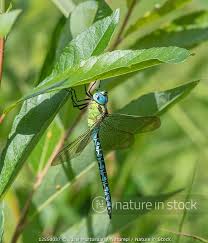 Attēlu rezultāti vaicājumam “Aeshna viridis”