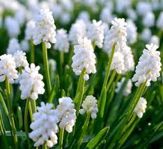 Attēlu rezultāti vaicājumam “Muscari neglectum flower”