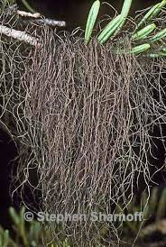 Attēlu rezultāti vaicājumam “Bryoria capillaris”