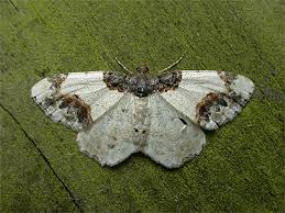 Attēlu rezultāti vaicājumam “Ligdia adustata”