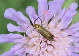 Attēlu rezultāti vaicājumam “Nemophora metallica”