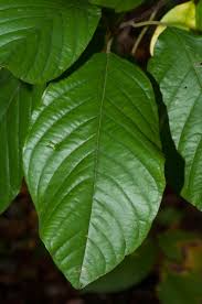 Attēlu rezultāti vaicājumam “Frangula alnus leaf”