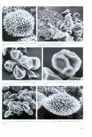 Attēlu rezultāti vaicājumam “Badhamia foliicola spores”