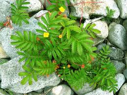 Attēlu rezultāti vaicājumam “Argentina anserina bud”