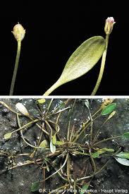 Attēlu rezultāti vaicājumam “Limosella aquatica”