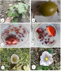Attēlu rezultāti vaicājumam “Podophyllum hexandrum fruit”