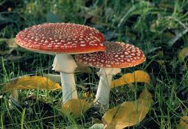 Image result for vliegenzwam