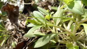 Attēlu rezultāti vaicājumam “Myosotis sparsiflora flower”