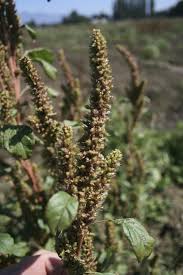 Attēlu rezultāti vaicājumam “Amaranthus retroflexus leaf”