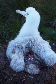 Image result for albatross dead chick