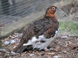 Image result for Lagopus lagopus