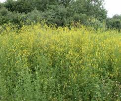 Attēlu rezultāti vaicājumam “Melilotus”