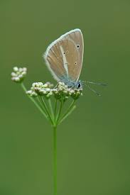 Attēlu rezultāti vaicājumam “Agrodiaetus damon”