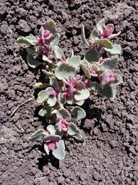 Attēlu rezultāti vaicājumam “Atriplex calotheca flower”