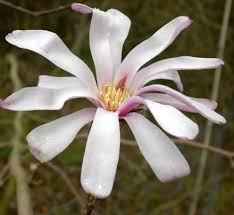 Attēlu rezultāti vaicājumam “Magnolia x loebneri flower”